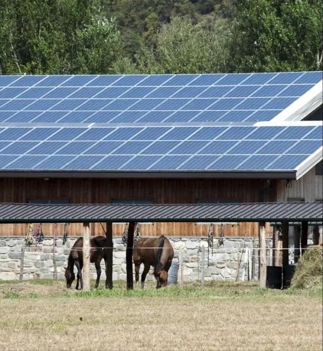 Horses grazing beside a farm building roofed with solar panels.